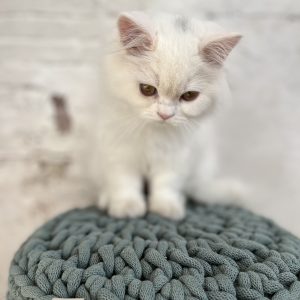 The Cat Tail Stool ♡ - Image 9