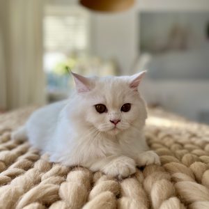 The XXL Merino Couch Fur-rend ♡ - Afbeelding 10