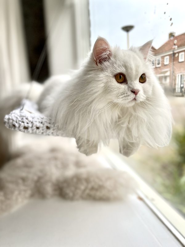 The Hisssterical Catmas Window Hammock ♡ - Afbeelding 35